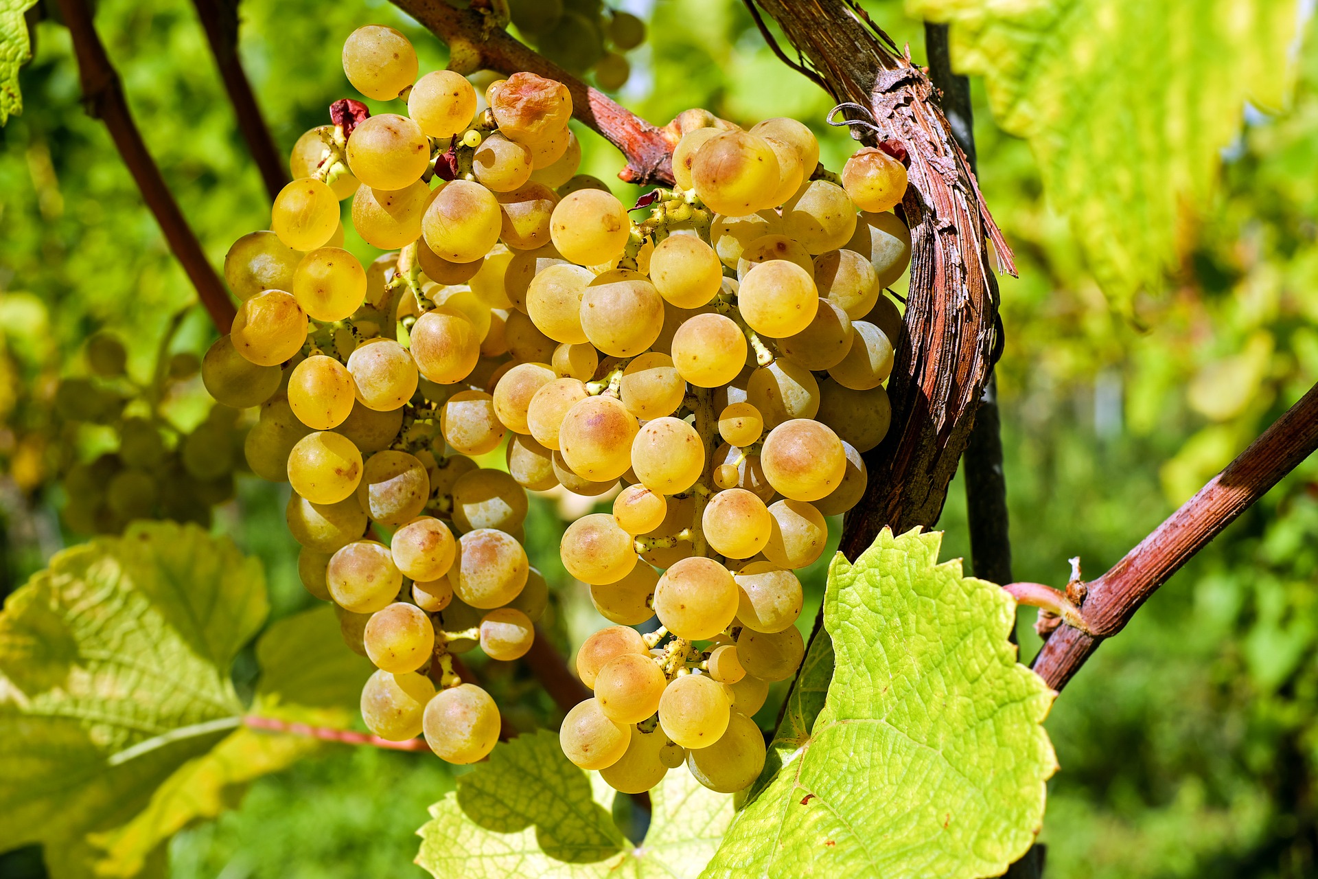 Нові шкідники загрожуть українським виноградникам
